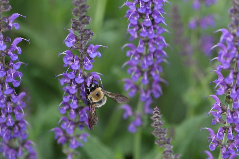 Bee on Blue Salvia.jpg