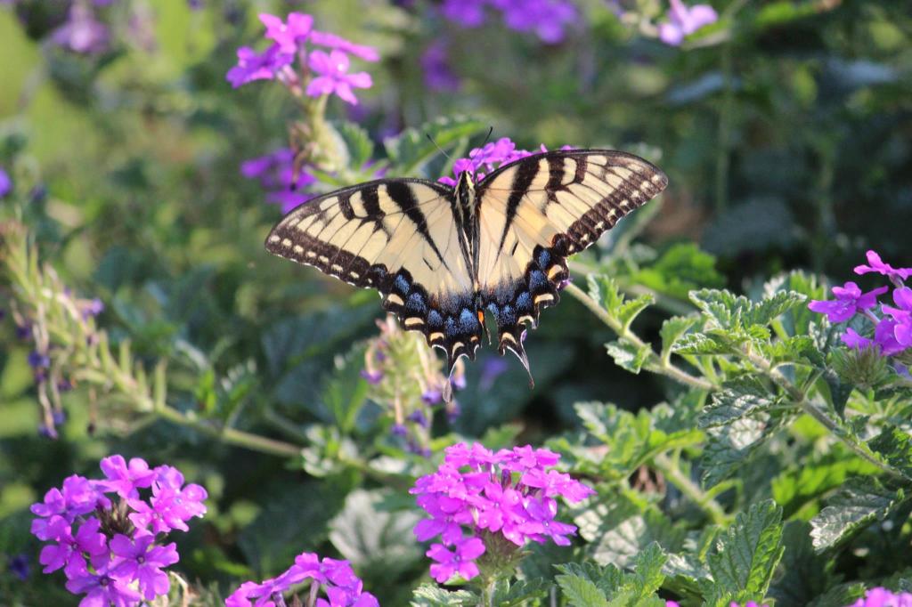 Melody Wright Butterfly in Garden