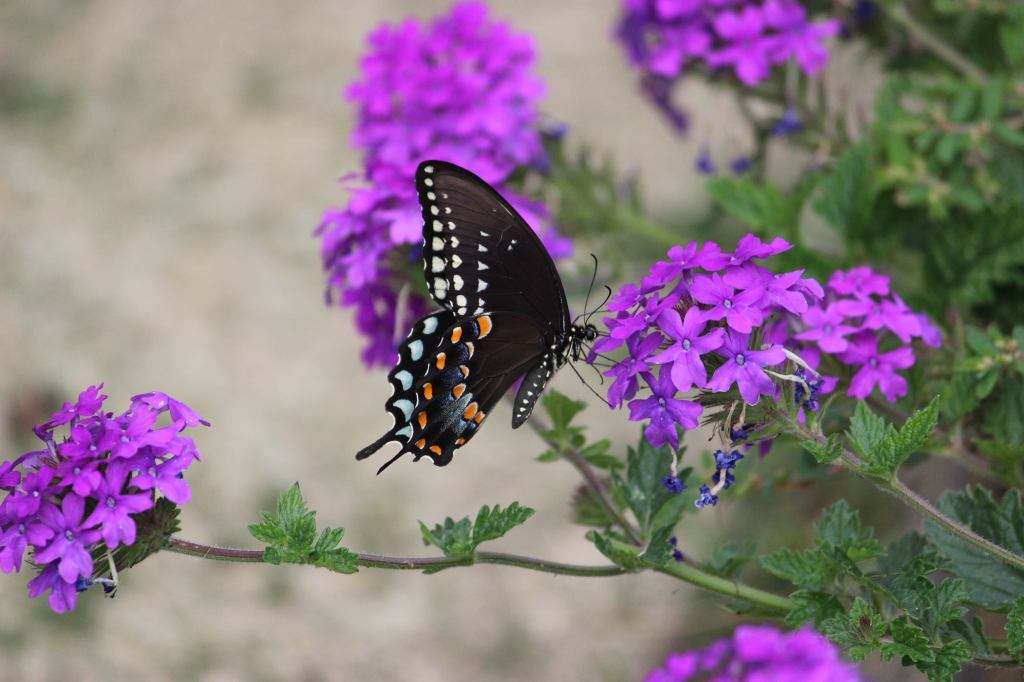 Melody Wright Butterfly in Garden 2