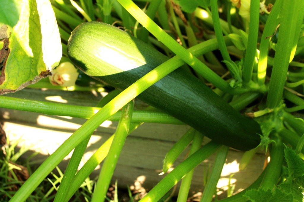 Zucchini Photo for Zucchini Nachos.jpg