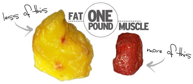 One Pound of Fat Versus One Pound of Muscle